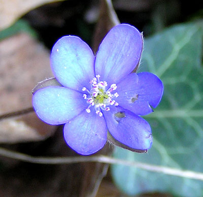 Leberblümchen, Hepatica nobilis